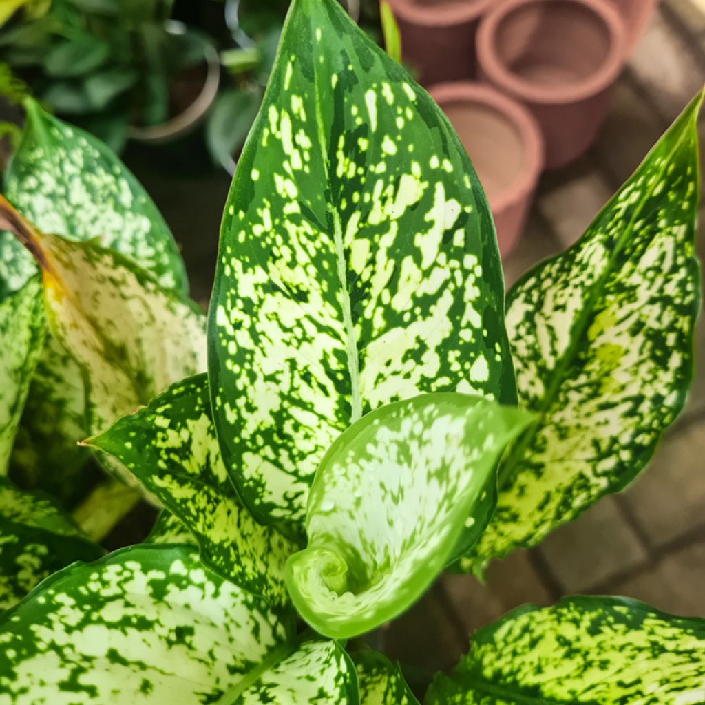 Aglaonema commutatum Snowflake
