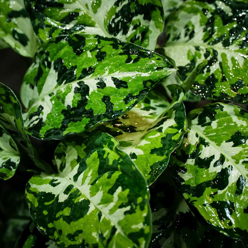 Aglaonema pictum Tricolor