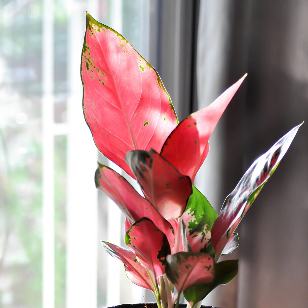 Aglaonema commutatum Red Zircon