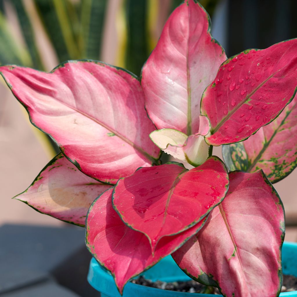 Aglaonema commutatum Red Zircon