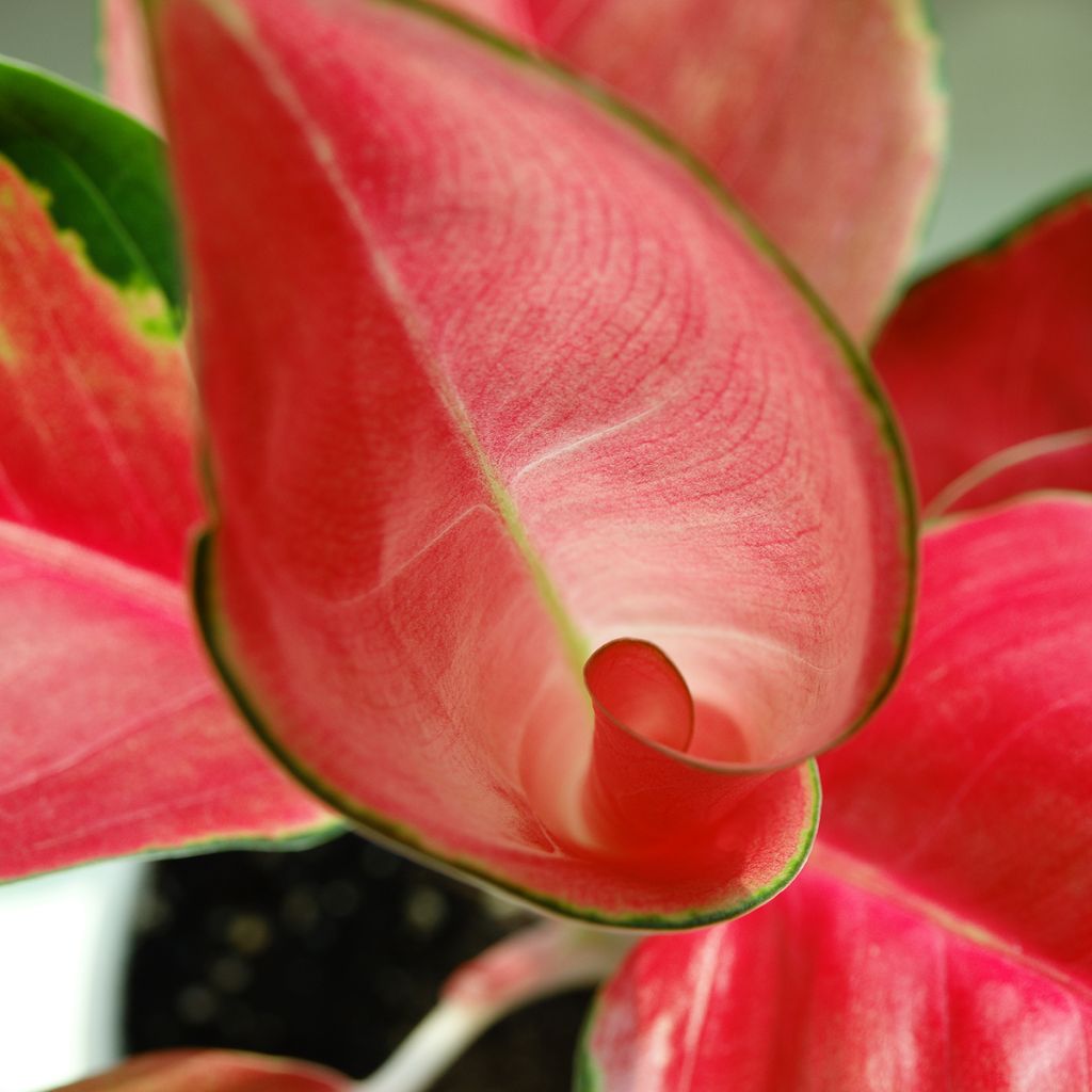 Aglaonema commutatum Red Zircon
