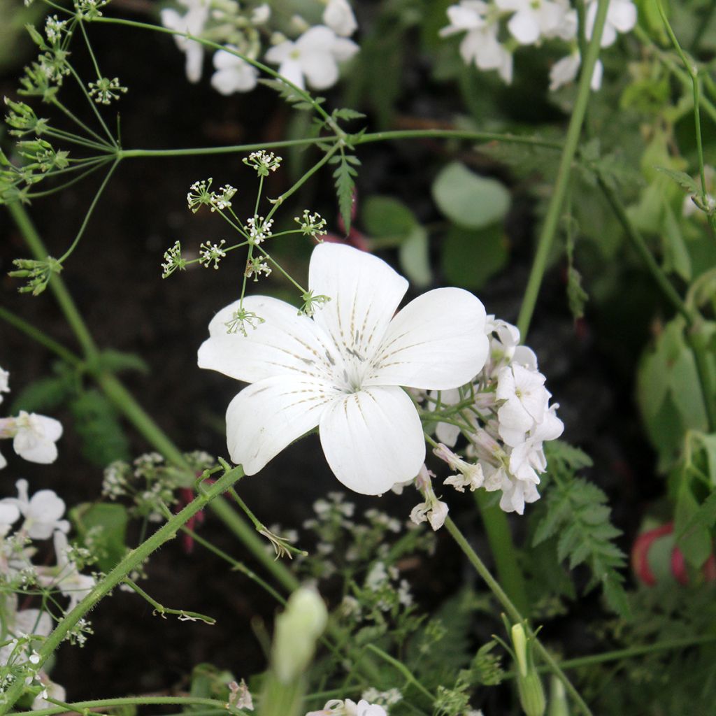 Agrostemma githago Ocean Pearl em sementes