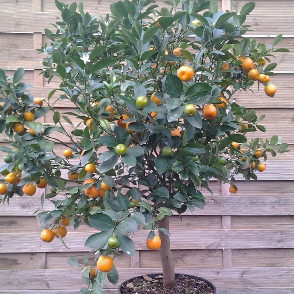Calamondina - Citrus madurensis (mitis)