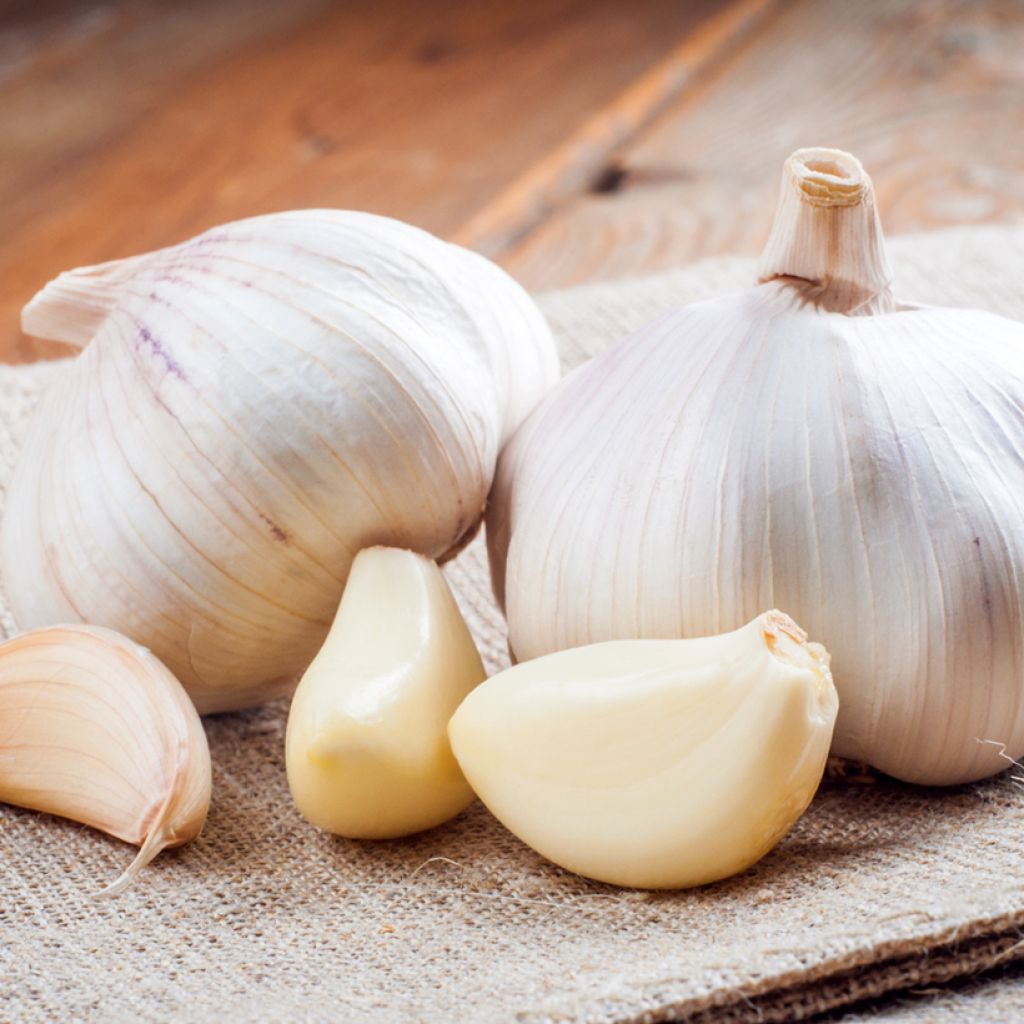 Alho branco Therador