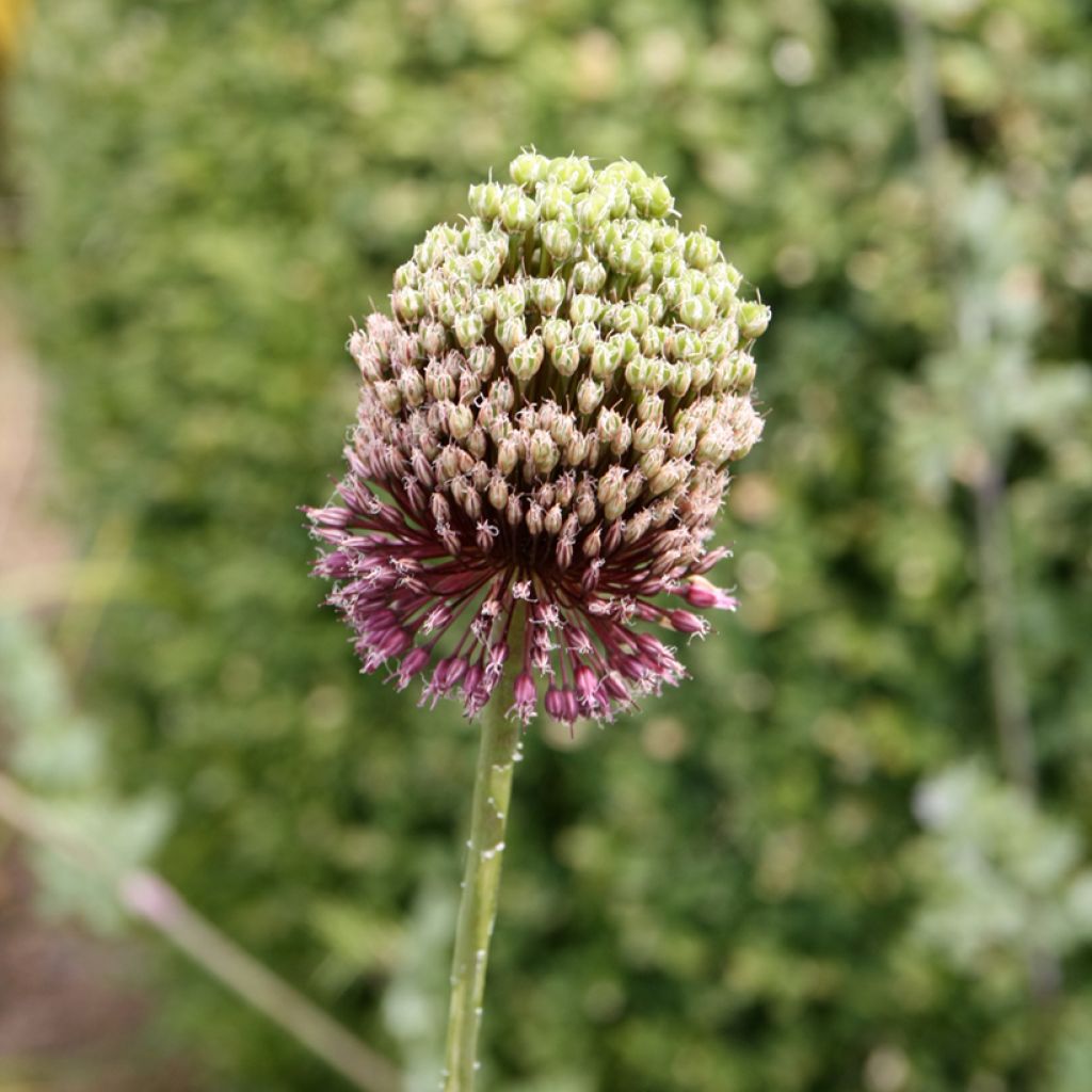 Allium Forelock em sementes