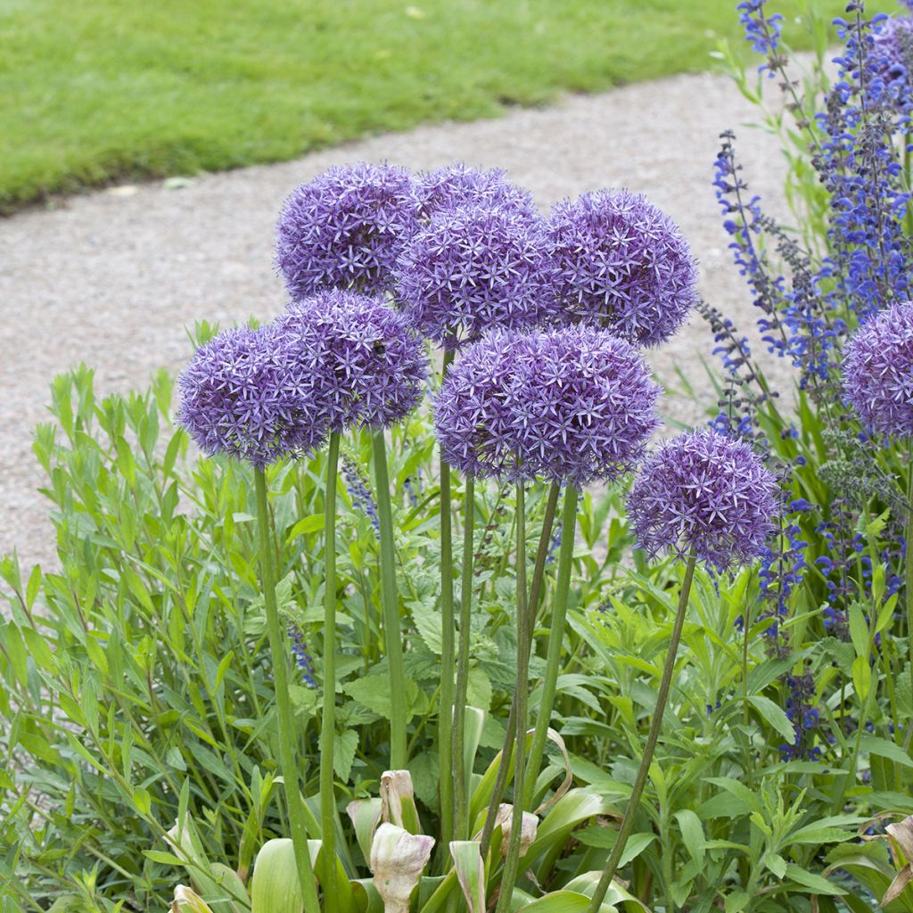 Allium Globemaster em sementes