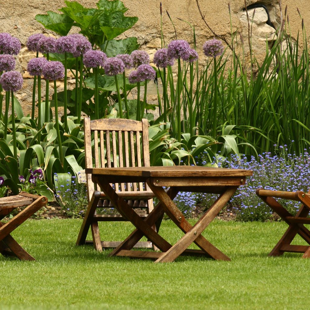 Allium Globemaster em sementes