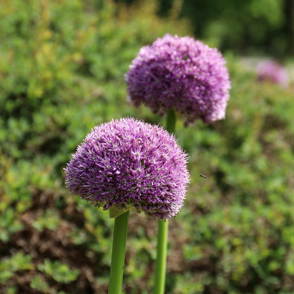 Allium Lucky Balloons em sementes