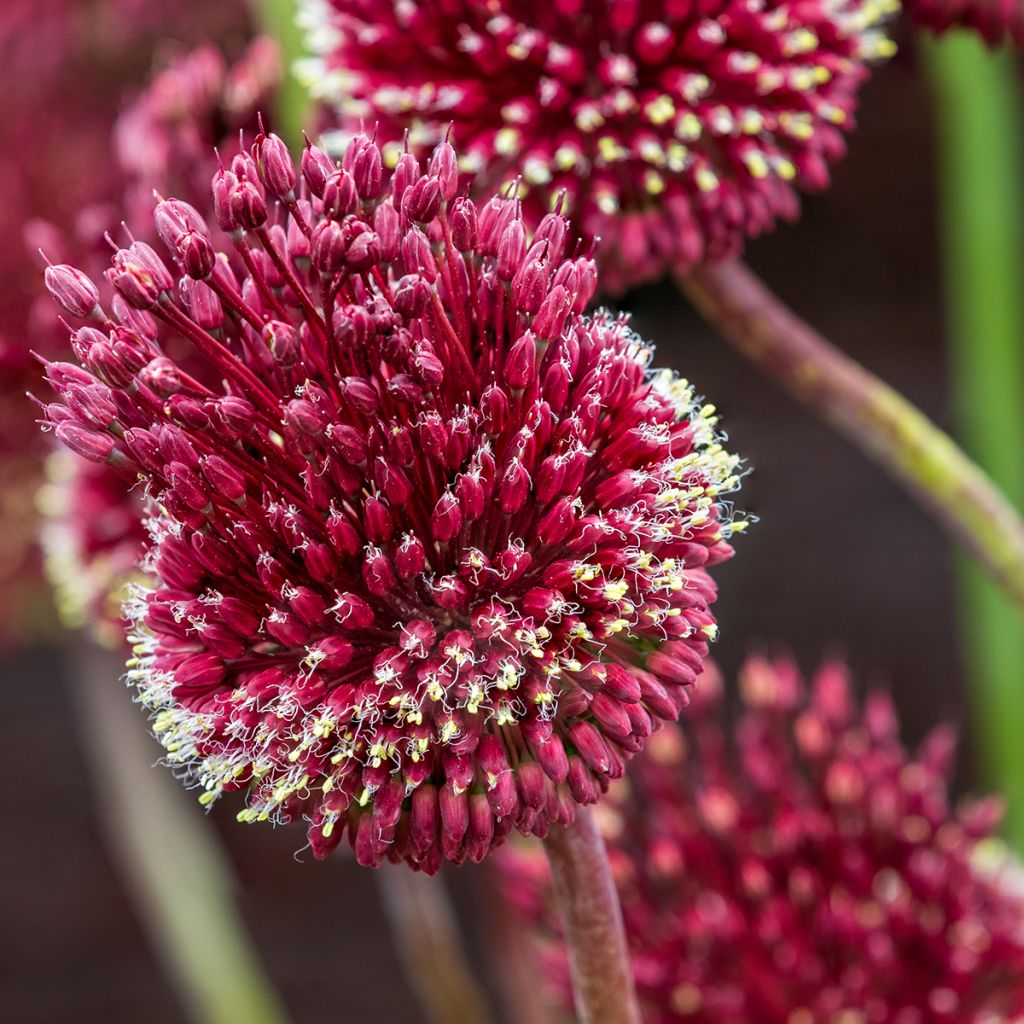 Allium Red Mohican