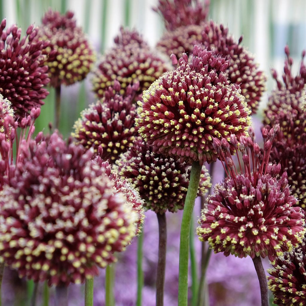 Allium Red Mohican