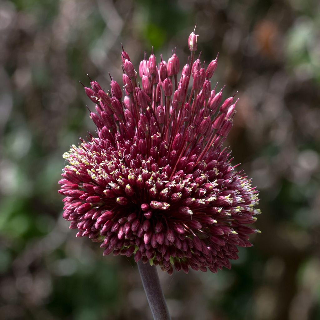Allium Red Mohican