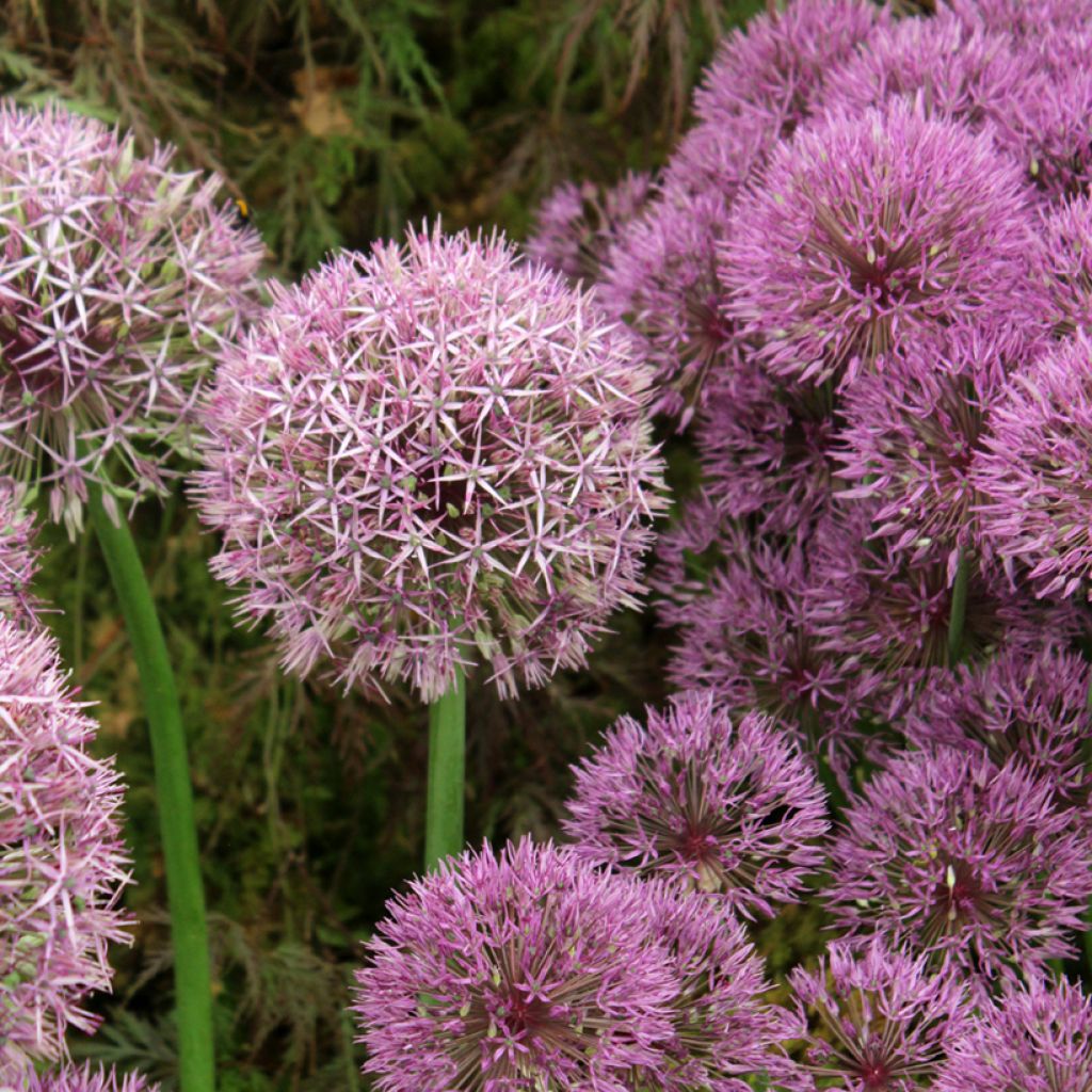 Allium Universe em sementes