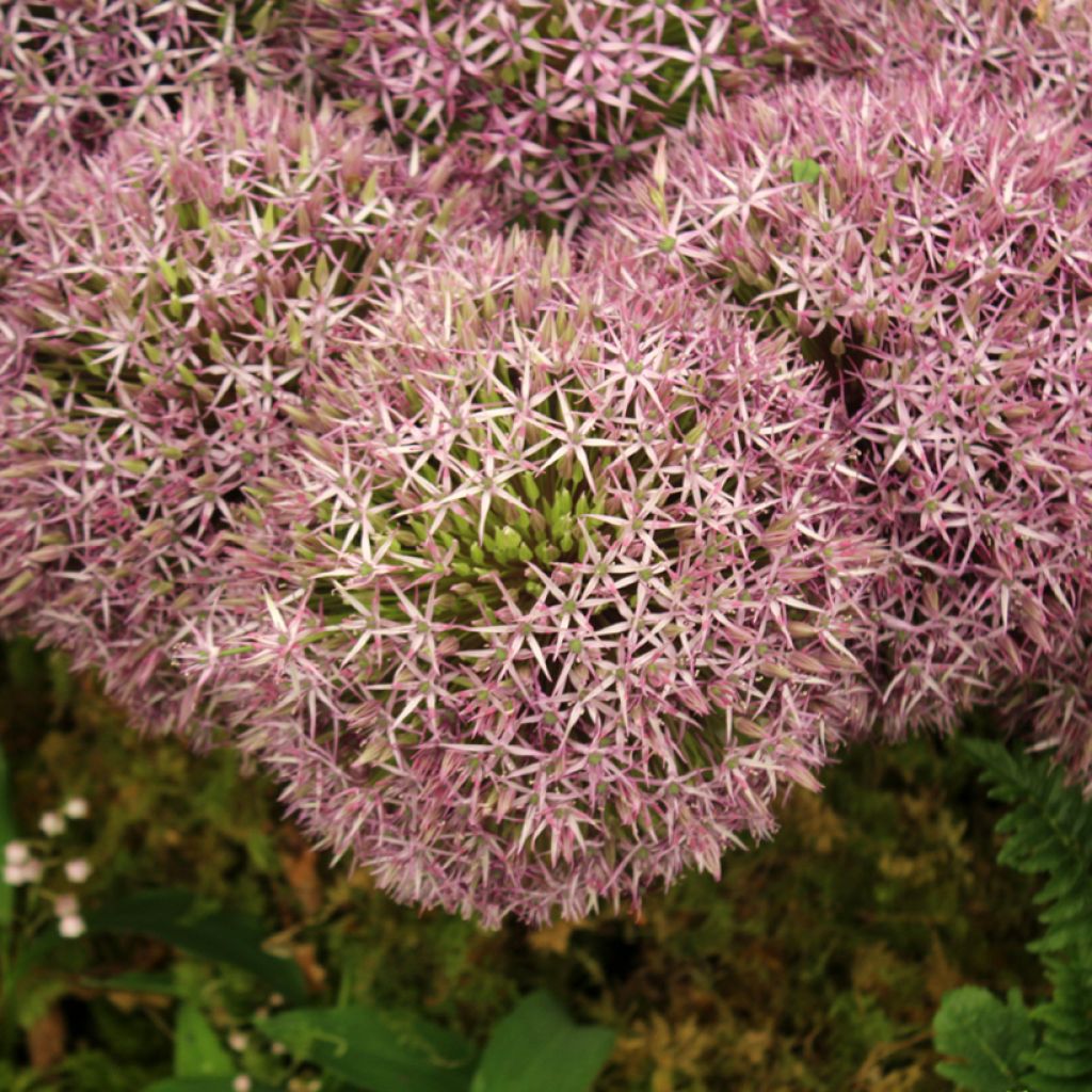 Allium Universe em sementes