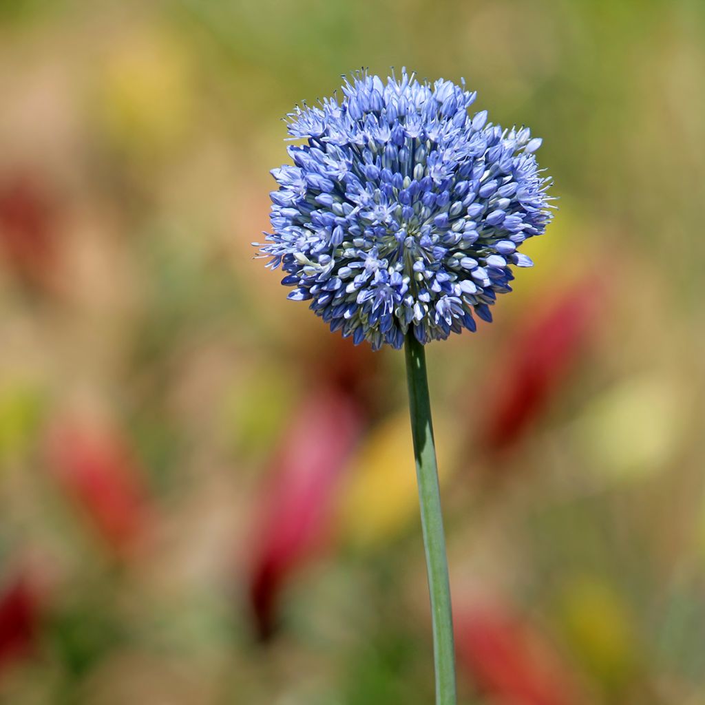 Allium caeruleum em sementes