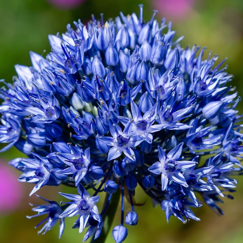 Allium caeruleum em sementes