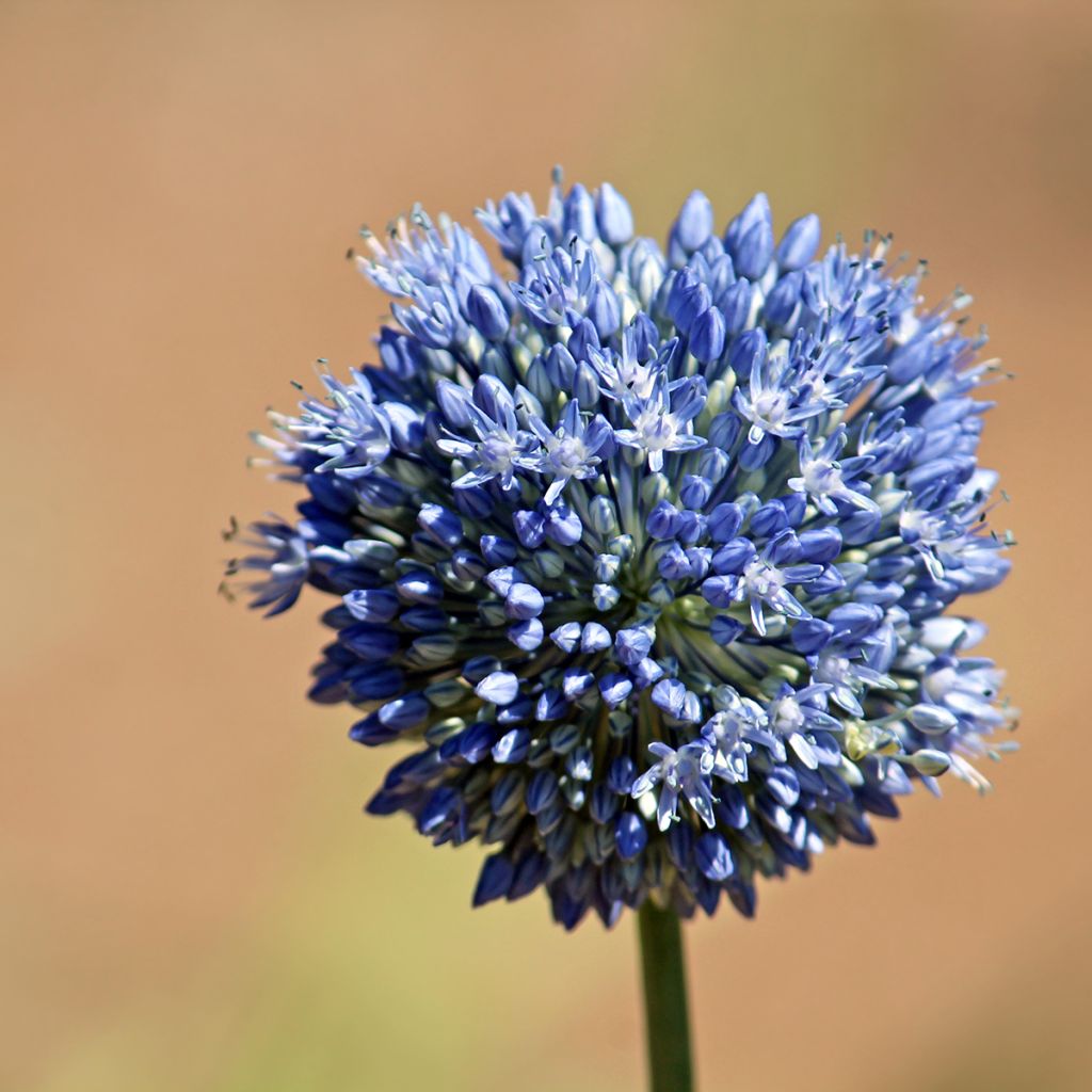 Allium caeruleum em sementes