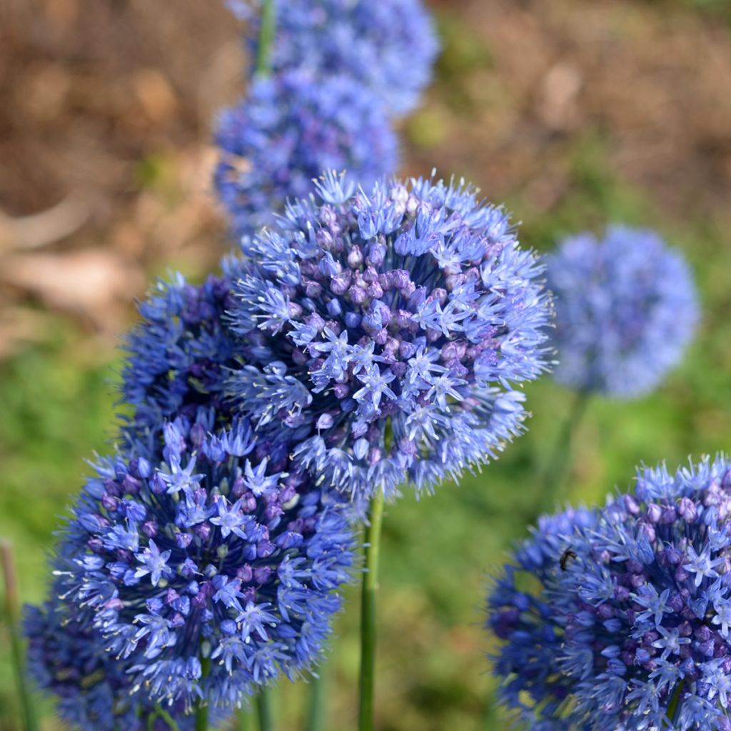 Allium caeruleum em sementes