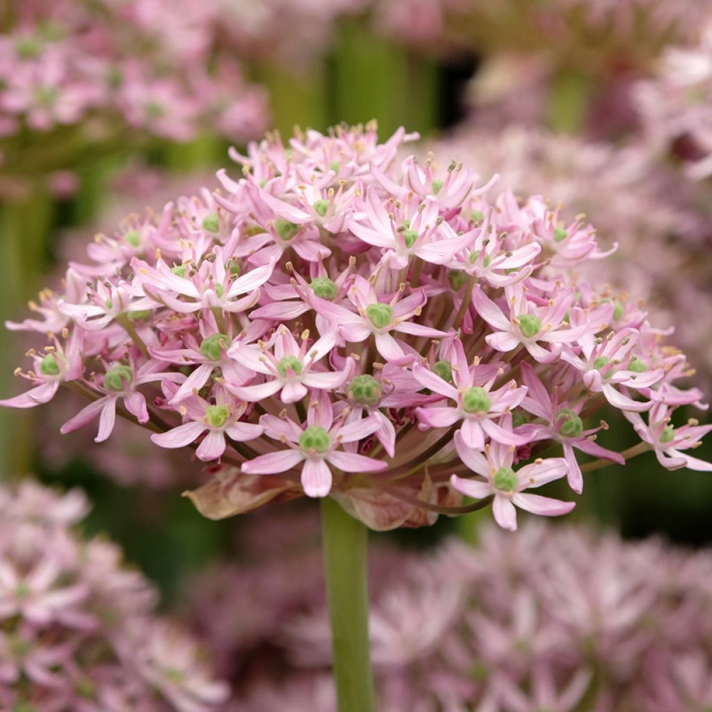 Allium nigrum Pink Jewel