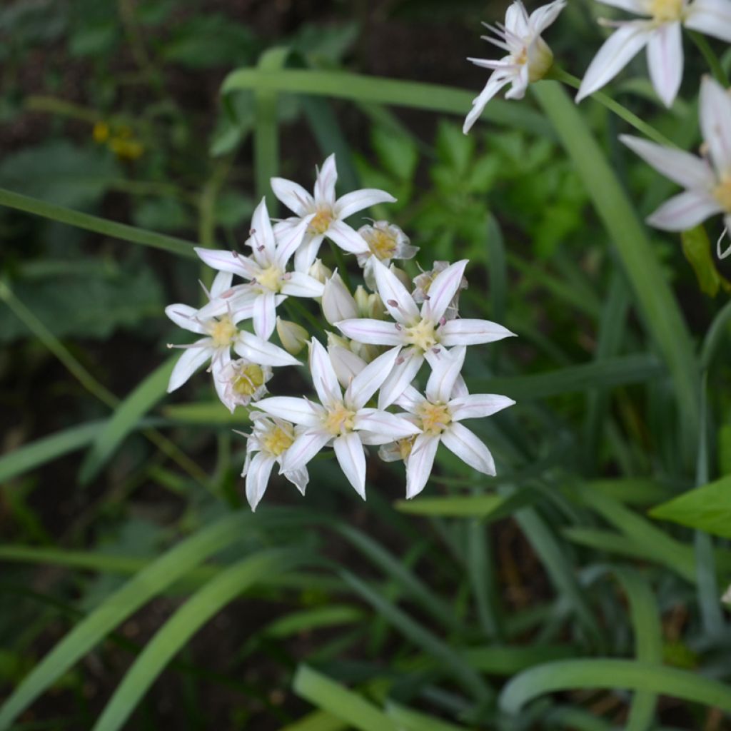 Allium plummerae