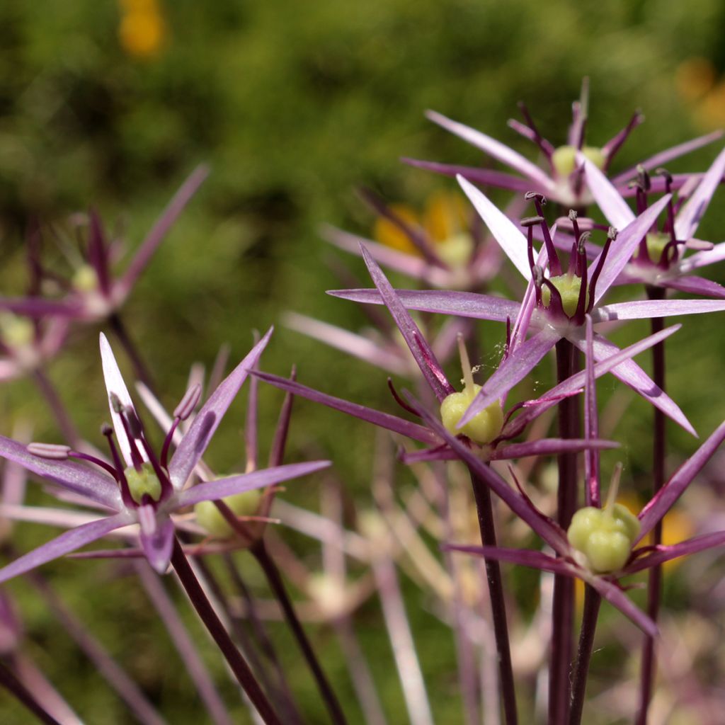 Allium christophii em sementes