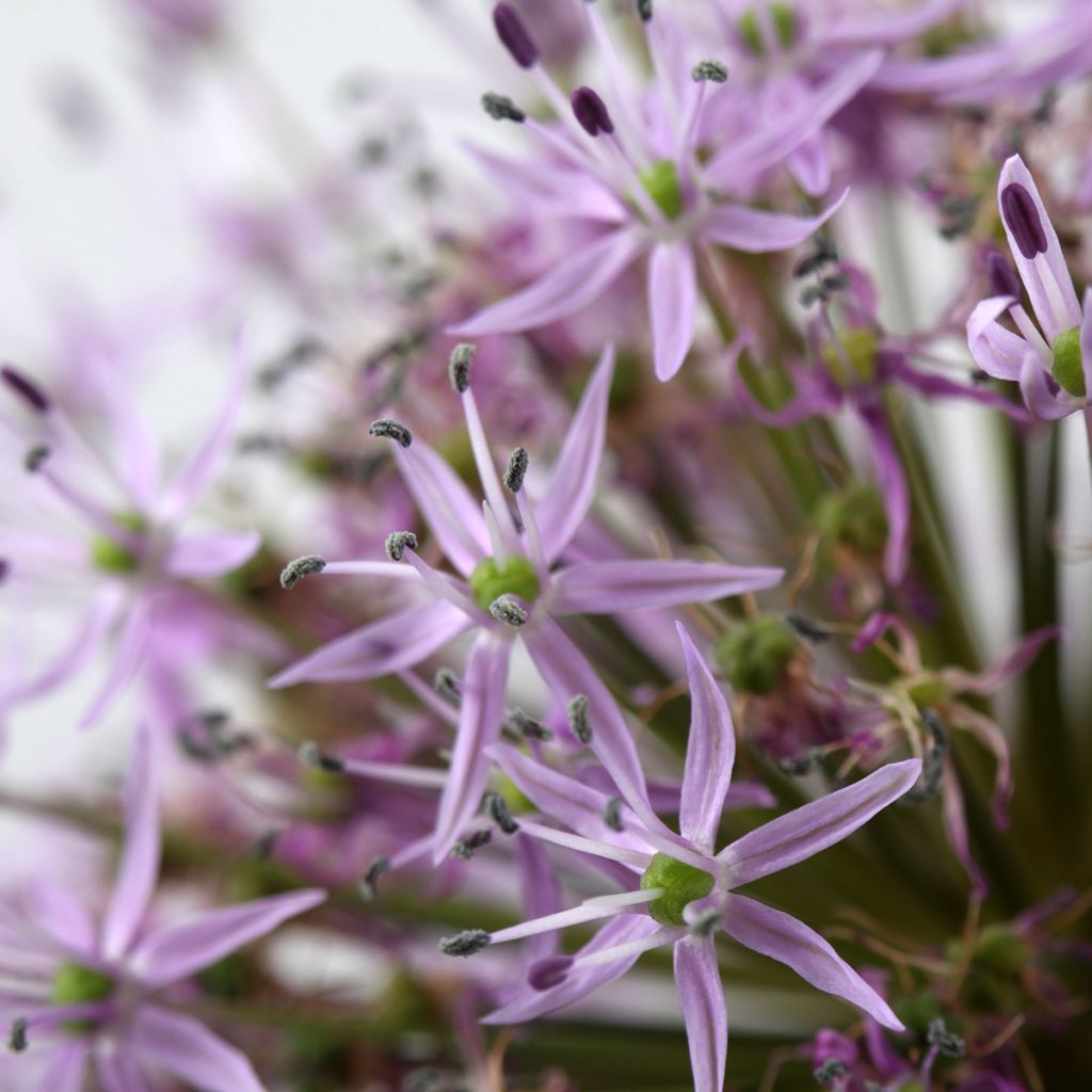 Allium christophii em sementes