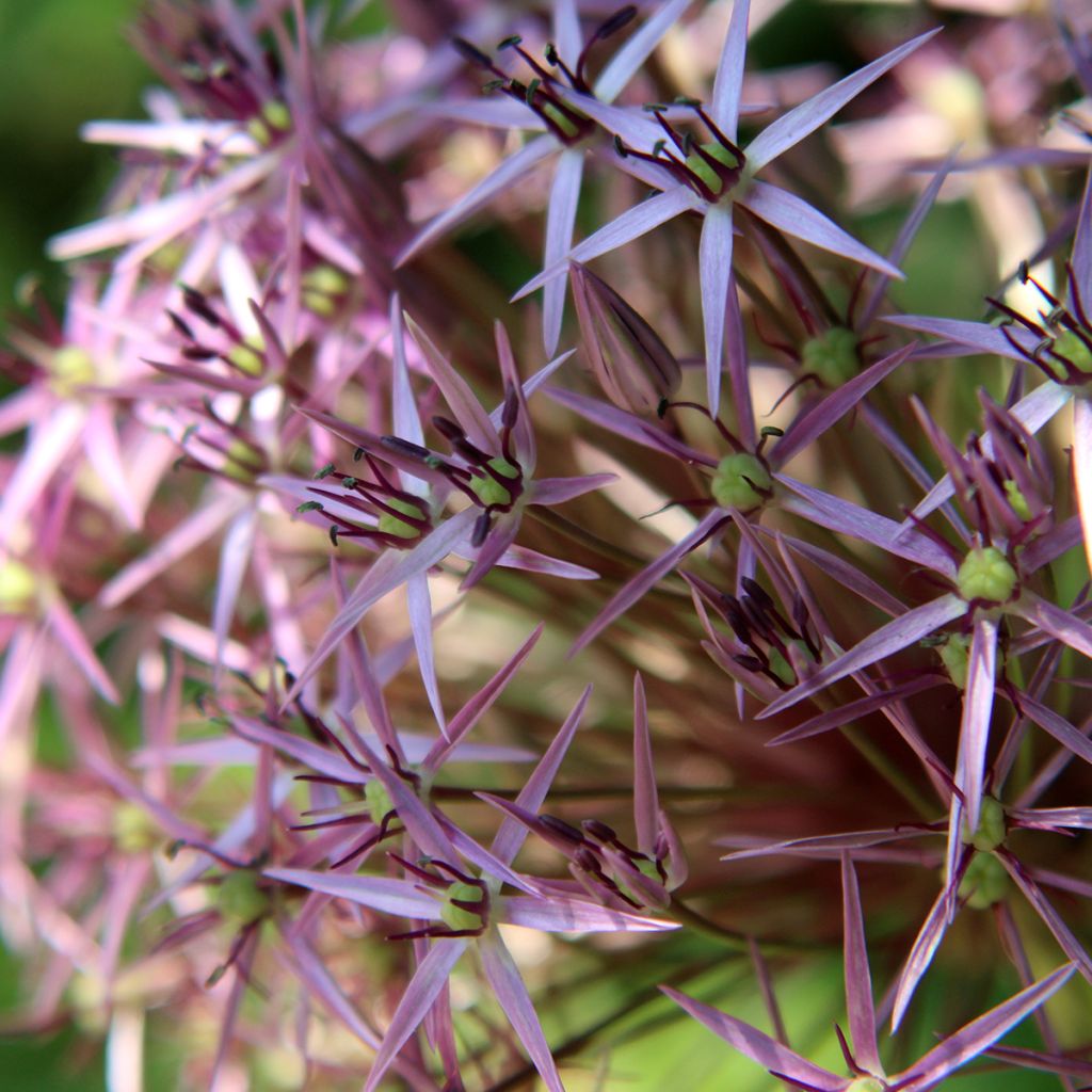 Allium christophii em sementes