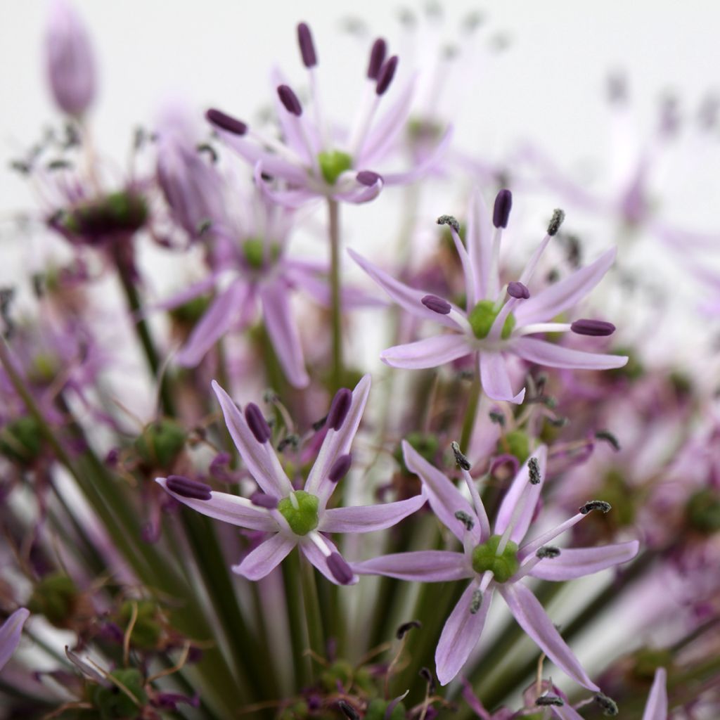 Allium christophii em sementes