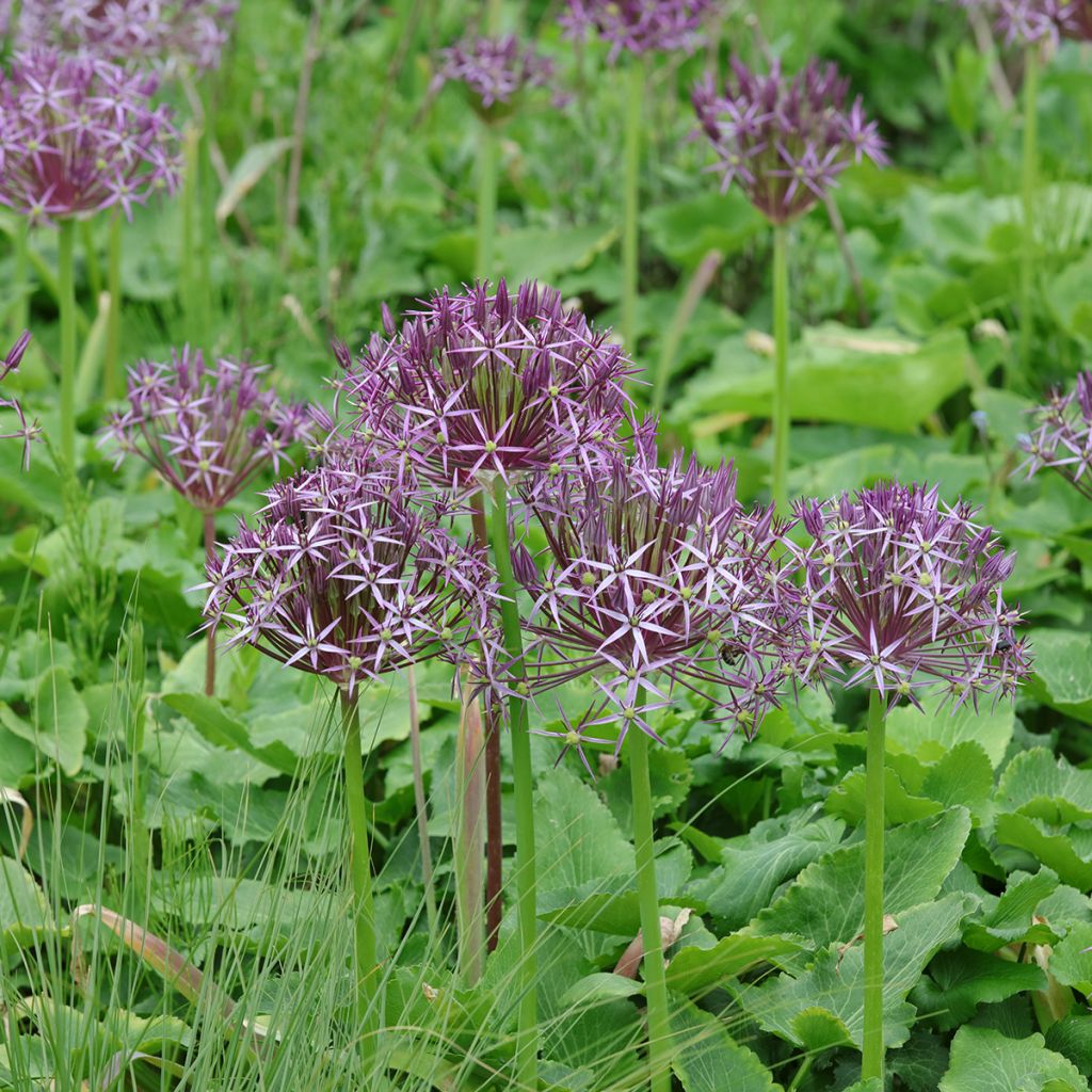 Allium christophii em sementes