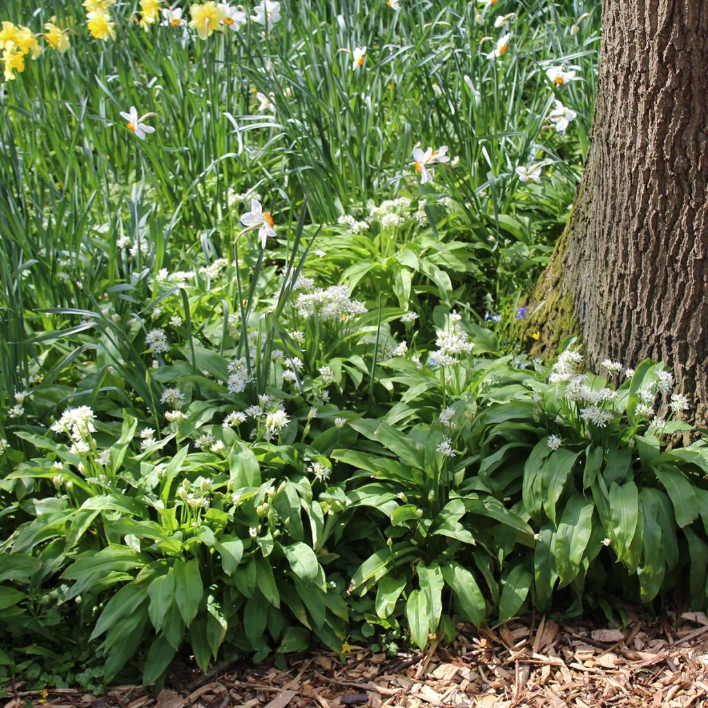 Allium ursinum bolbo