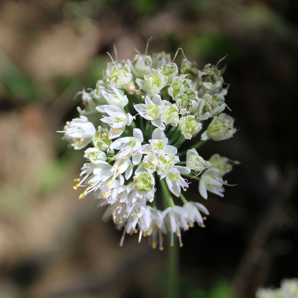 Allium cernuum White Dwarf