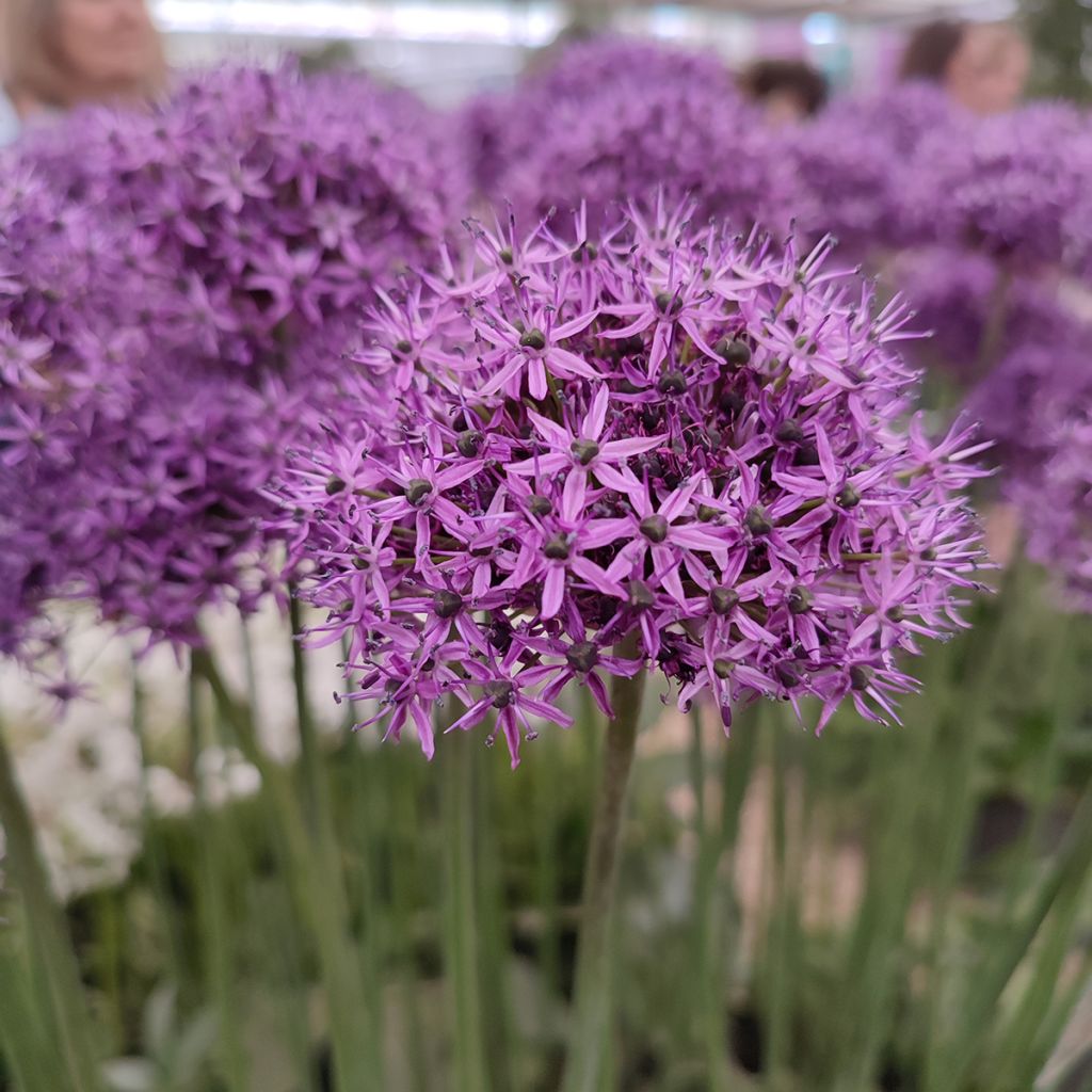 Allium Chicago - Alho-ornamental