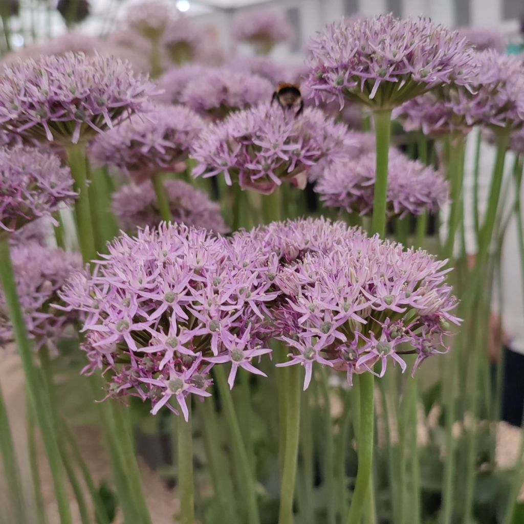 Allium New York - Alho-ornamental