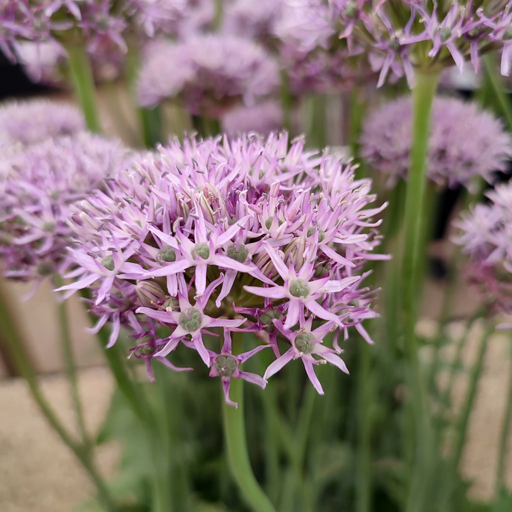 Allium New York - Alho-ornamental