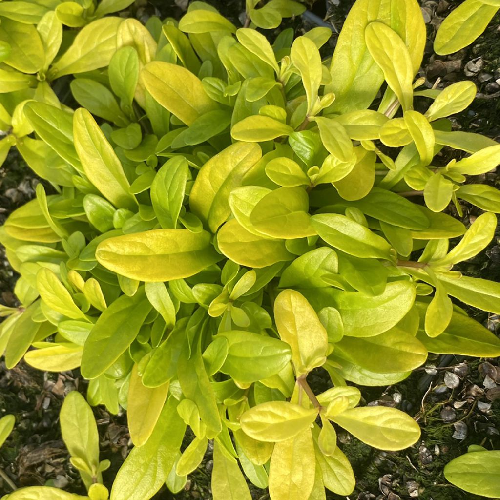Bugle rampante - Ajuga tenorii Cordial Canary