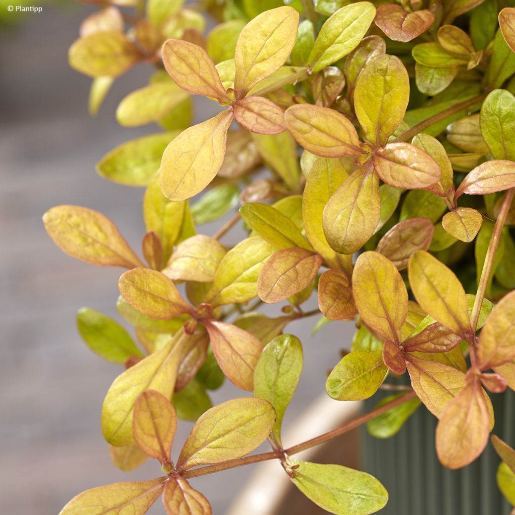 Ajuga Feathered Friends Fancy Finch