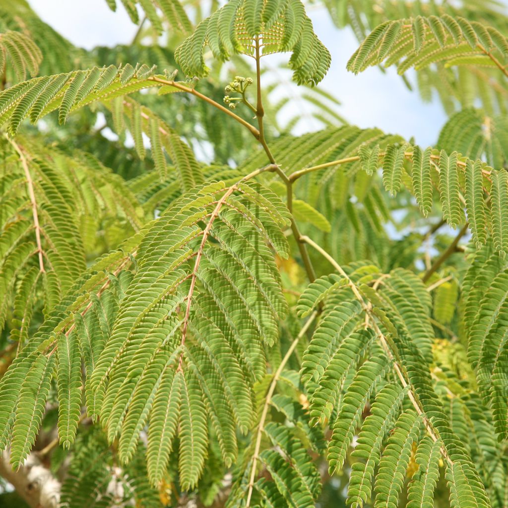 Albizia julibrissin Ernest Wilson