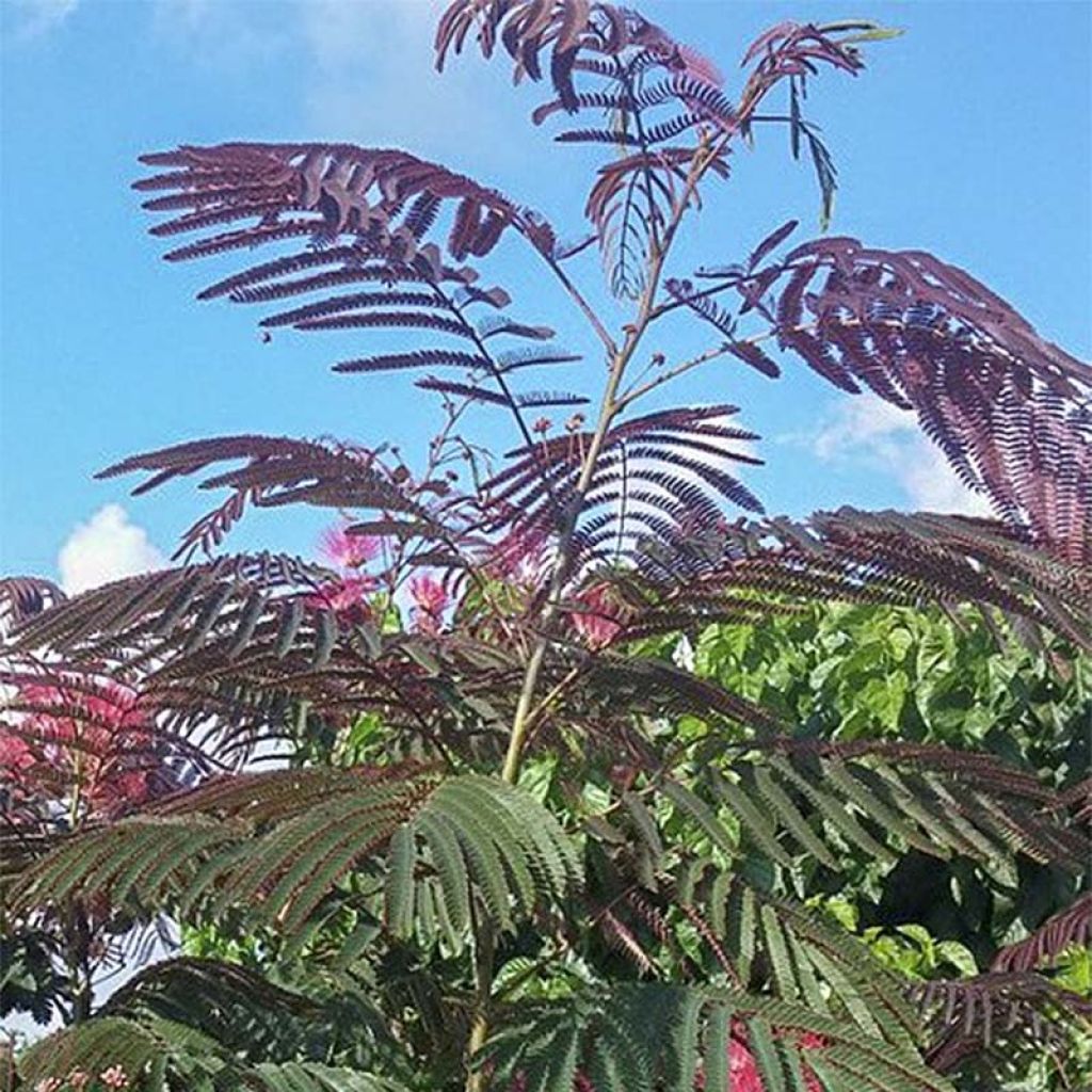 Albizia julibrissin Evey's Pride