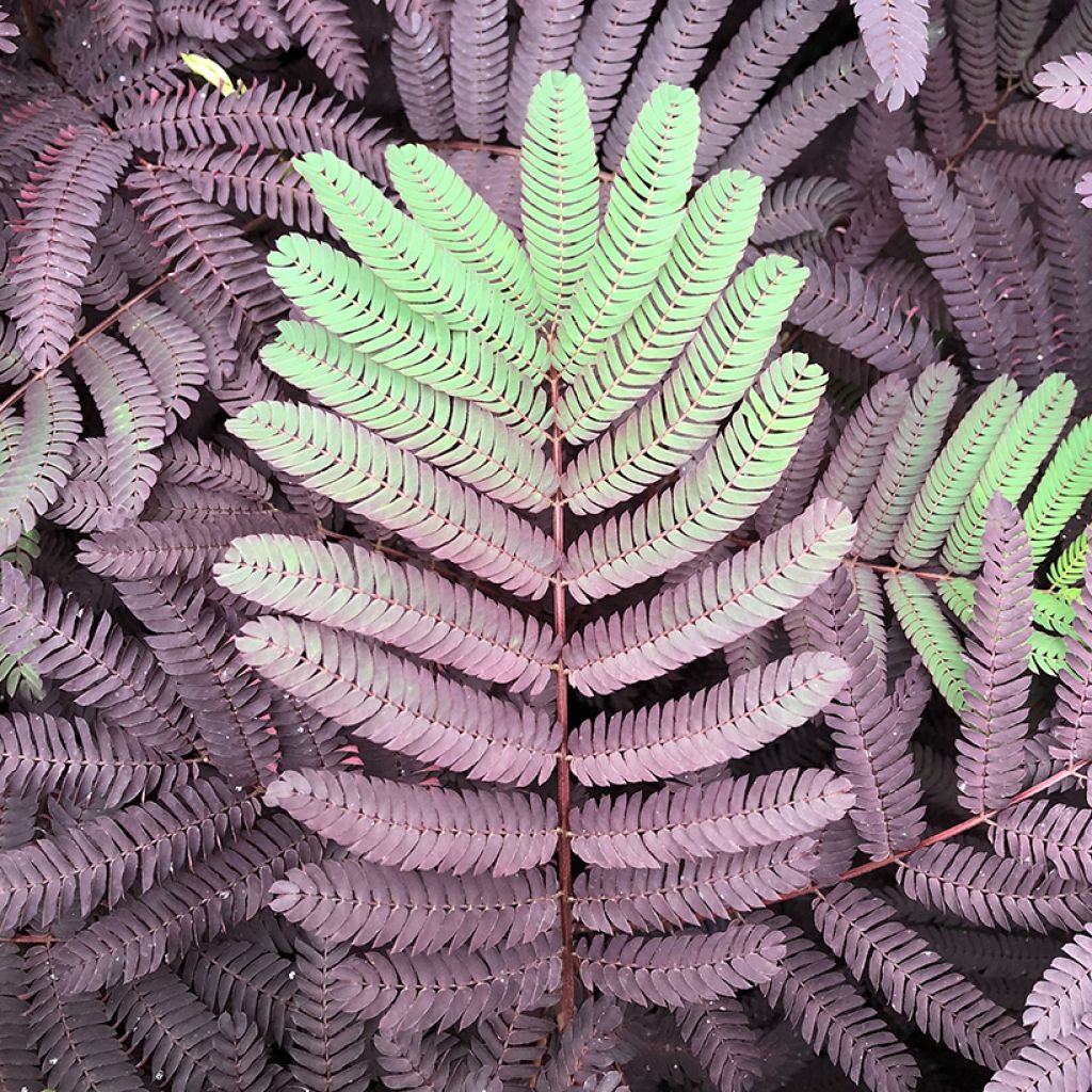 Albizia julibrissin Summer Chocolate