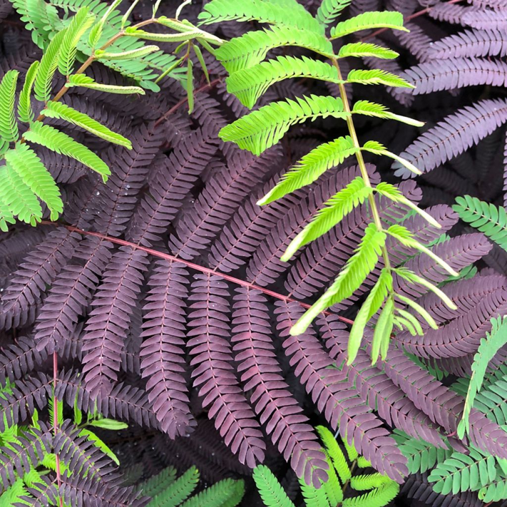 Albizia julibrissin Summer Chocolate
