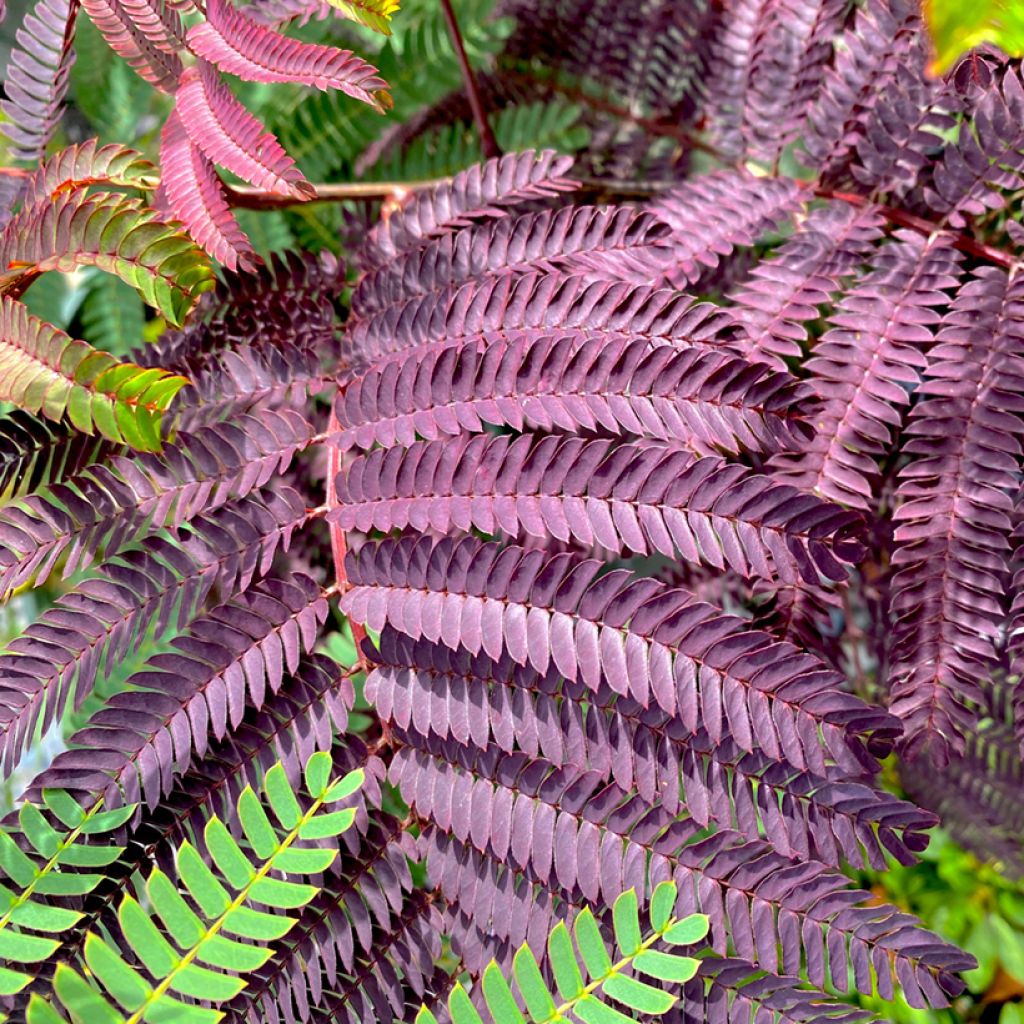 Albizia julibrissin Summer Chocolate