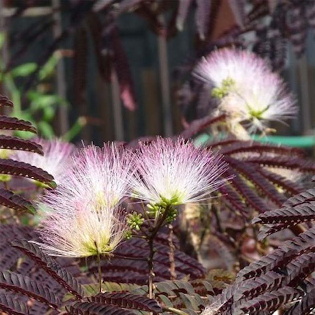 Albizia julibrissin Summer Chocolate