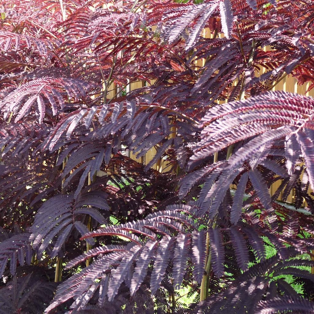 Albizia julibrissin Summer Chocolate