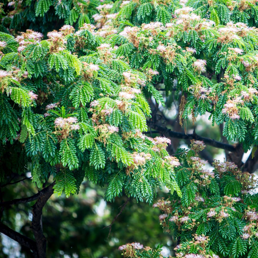 Albizia saman
