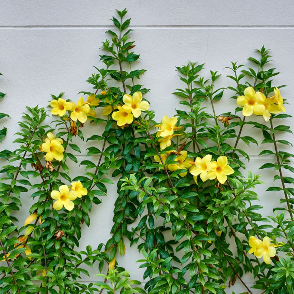 Allamanda cathartica