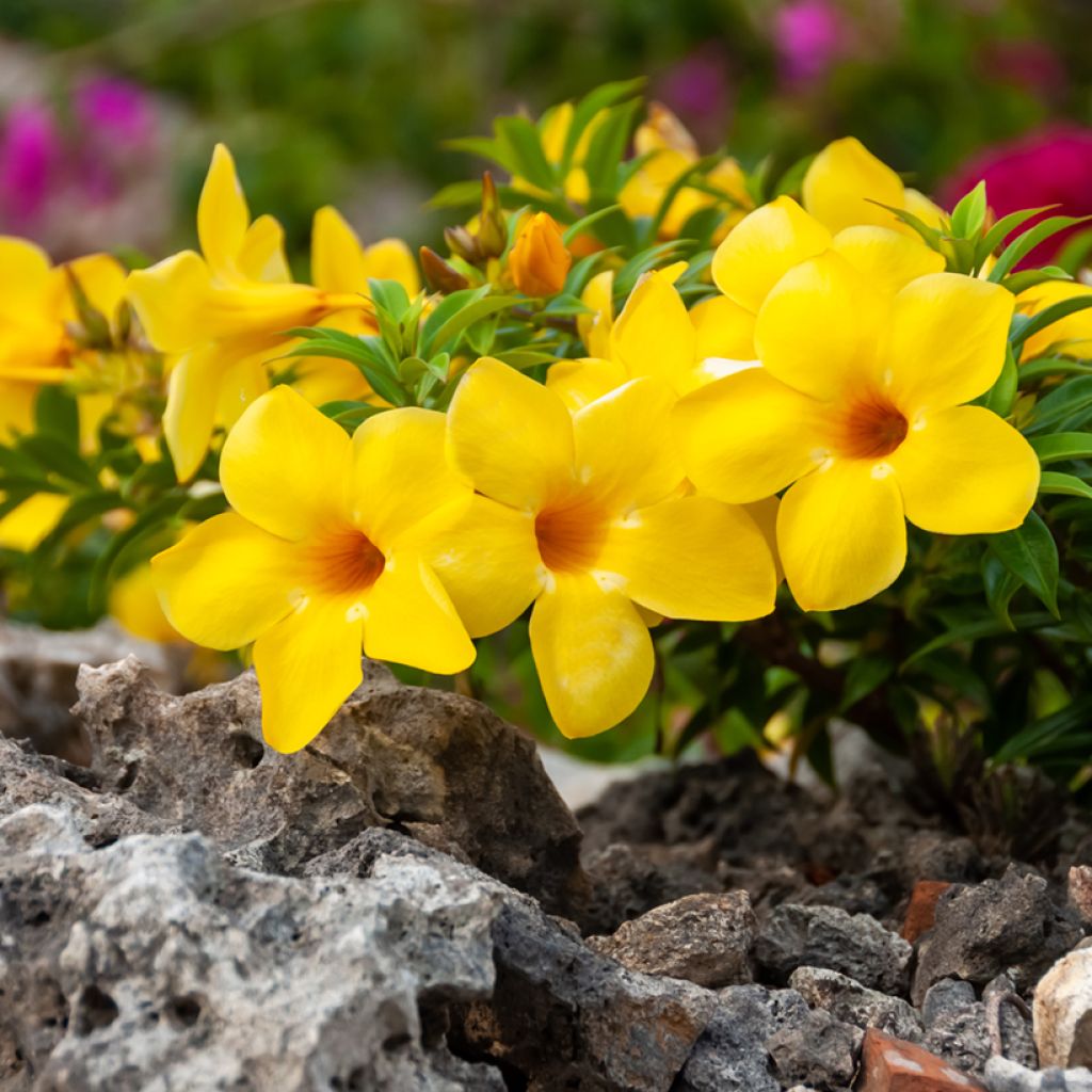 Allamanda cathartica