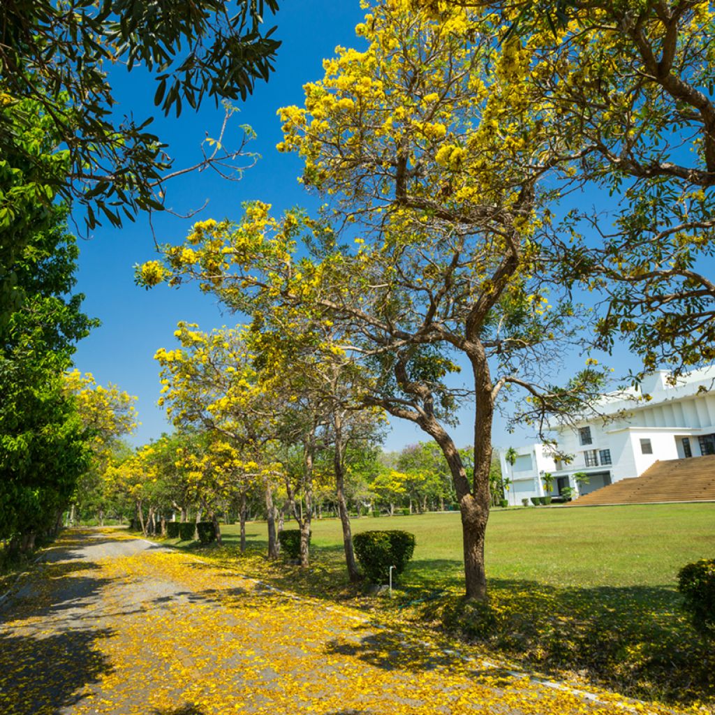 Allamanda cathartica