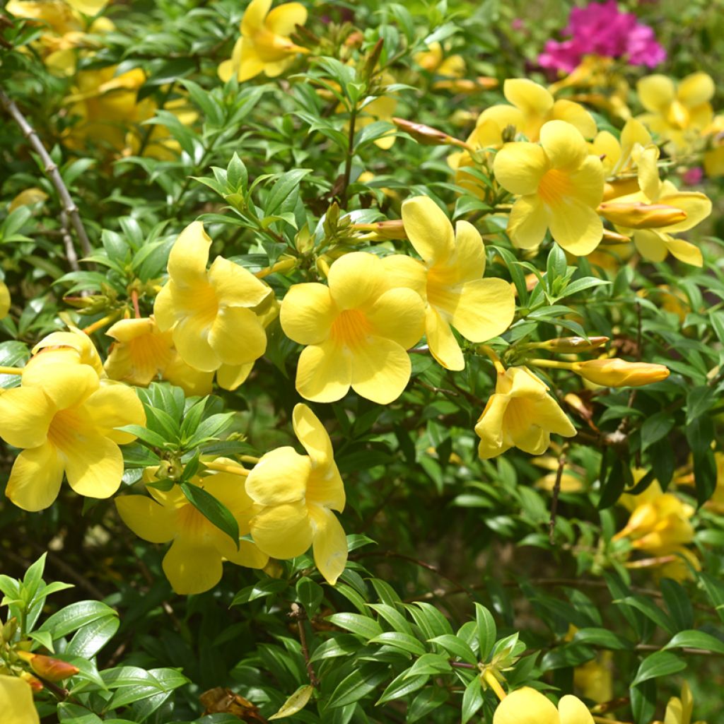 Allamanda cathartica