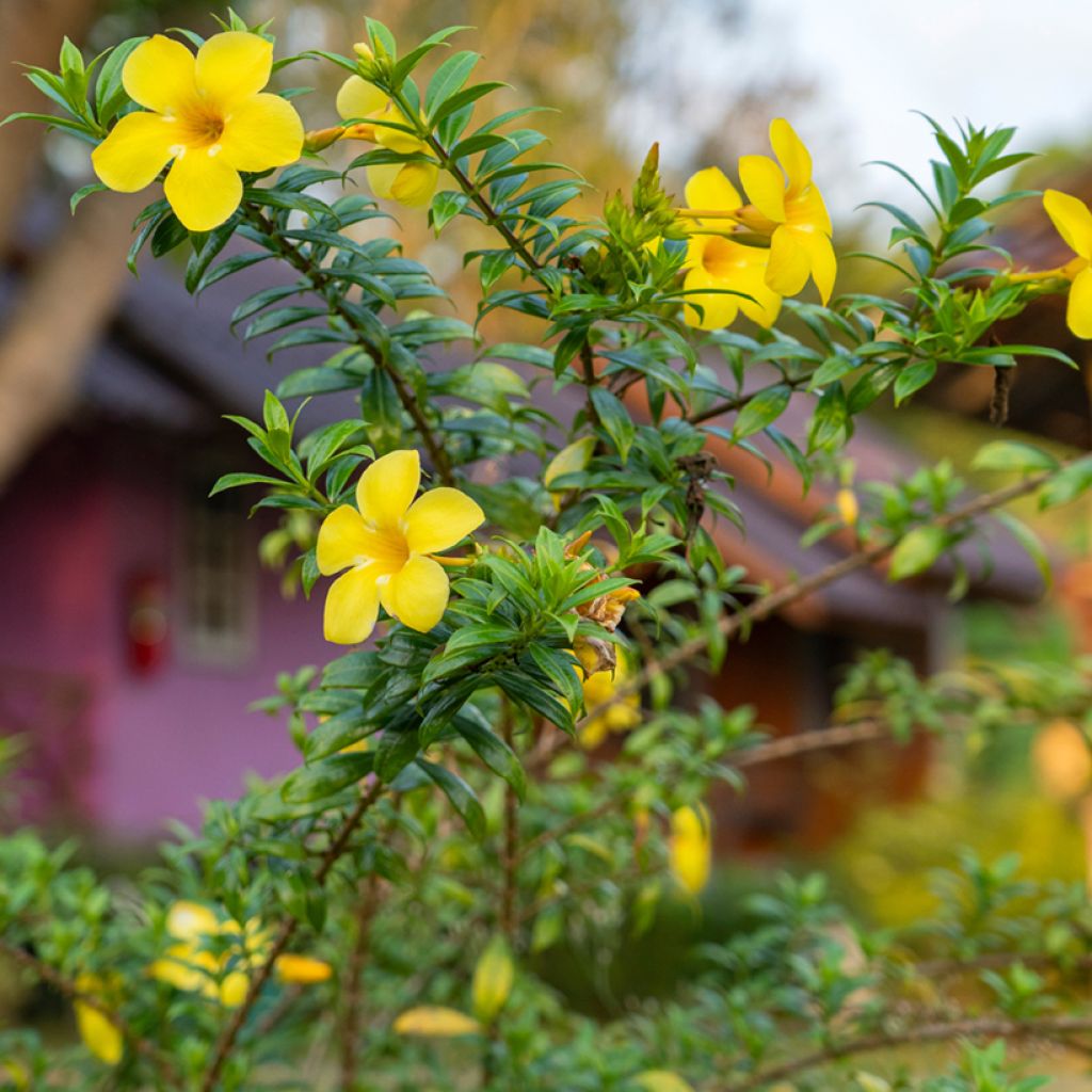 Allamanda cathartica