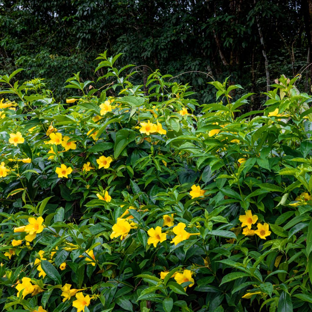 Allamanda cathartica