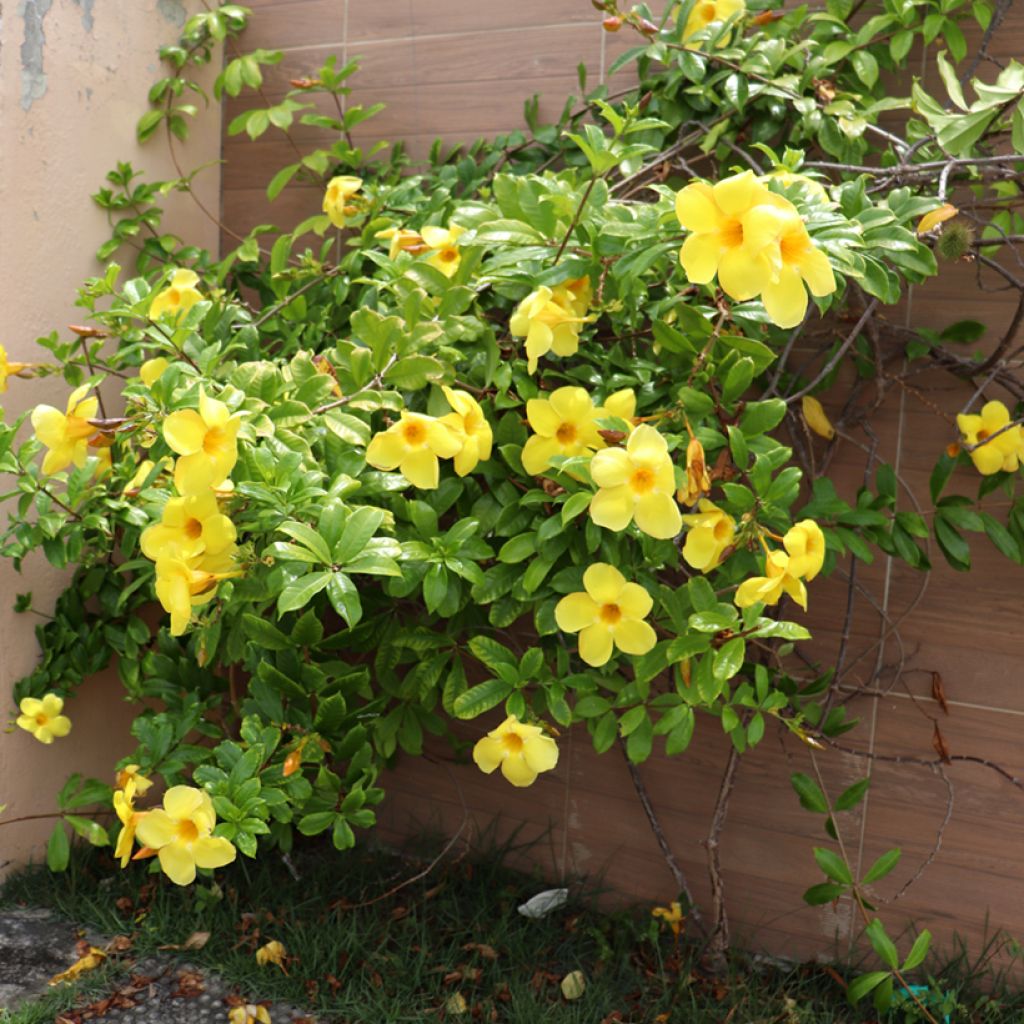 Allamanda cathartica